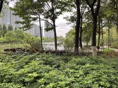 -映月湖公园