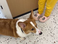 -瑞派康怡24h宠物医院·犬猫医疗中心·微创绝育(瑞景分院)