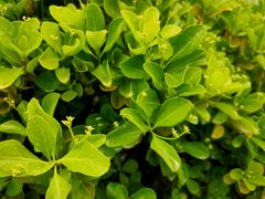 -青岛银沙滩温德姆至尊酒店