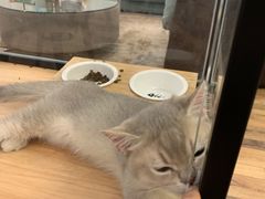 -袖虎·猫馆(体育西路店)