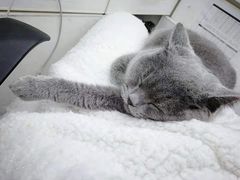 -中农国际动物医院24小时·猫科·骨科·急重症中心