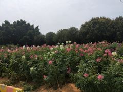 景点-松山湖梦幻百花洲