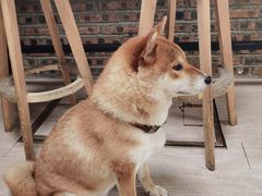 -柴犬高等学院·狗咖·柴犬售卖·宠物训练