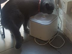 -有猫主题·治愈系猫咖(曾厝垵店)