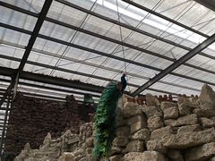 -呀路古热带植物园