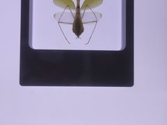 -上海昆虫博物馆