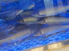 -粤顺渔坊·中山脆肉鲩火锅(清湖店)