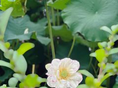 -陈家山荷花公园