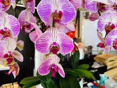 -花舍·新派粤菜·西餐·下午茶(亚运村·鸟巢店)