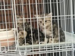 -凯德广场(学府店)