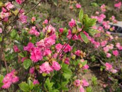 -梧桐山风景名胜区