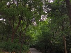-潜山国家森林公园