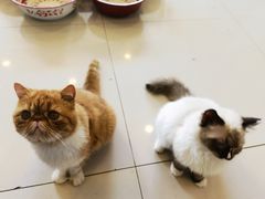 -平行世界·猫咖(首经贸店)