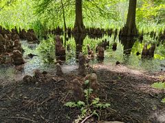 -溱湖国家湿地公园