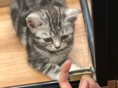 -袖虎·猫馆(体育西路店)