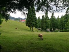 -神户市立六甲山牧场