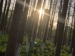 -青枫公园