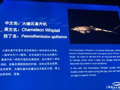 -上海海洋水族馆