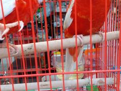 -园圃街雀鸟花园
