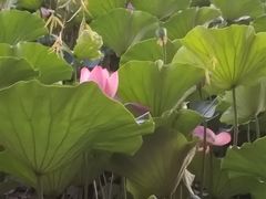 -长春市南湖公园