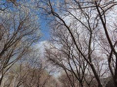 -桃花堤公园