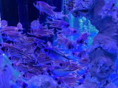 -海合安青岛极地海洋公园