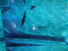 -暹罗海洋世界