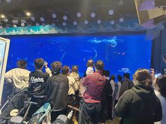 -烟台海昌鲸鲨海洋公园