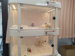 -翊宠yipet猫狗购宠庄园犬舍•猫舍