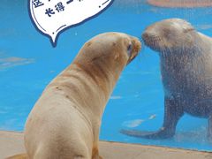 -海合安成都极地海洋公园