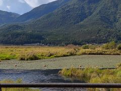 -腾冲北海湿地