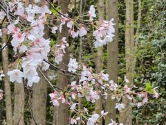 -上海共青森林公园