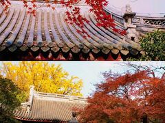 -上海佘山国家森林公园天马山园