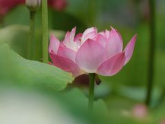 -陈家山荷花公园