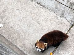 -昆明动物园