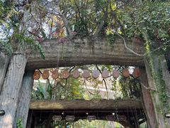 -西双版纳原始森林公园