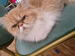 -这儿没有猫·猫咖萌宠馆·撸猫