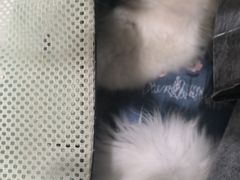 -心语宠物医院·急重症转诊中心·瑞辰华诺(南青路店)