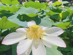 -广州莲花山旅游区