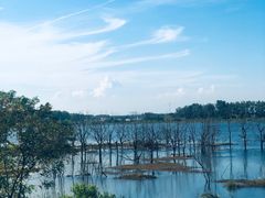 -合肥滨湖国家森林公园