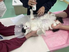-北京观赏动物医院·24小时大型综合·猫专科·异宠专科