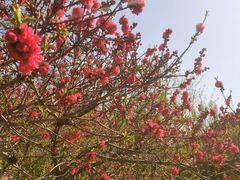 -桃花堤公园