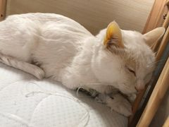 -北京观赏动物医院·24小时大型综合·猫专科·异宠专科