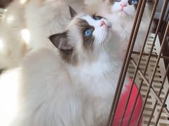 -Bastet sally猫舍购宠(静安店)