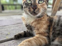 -同銮特种养殖场·龙虾垂钓