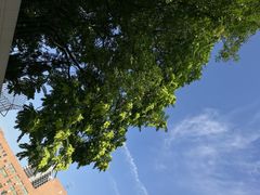 -好利来(高新枫叶广场店)