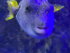 -太平洋海底世界