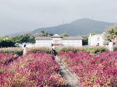 -玫瑰海岸文化旅游度假区