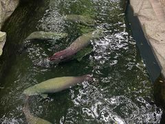 -青青世界