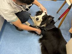 -博特宠物医院24h犬猫全科.骨科·异宠